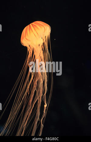 Japanisches Meer Brennnessel (Chrysaora Pacifica) in Japan Stockfoto