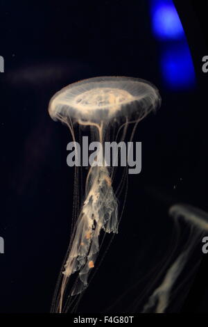 Atlantische Meer Brennnessel Quallen (Chrysaora Quinquecirrha) schwimmen über einen schwarzen Hintergrund Stockfoto