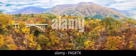 Ahornbaum im Herbst bei der Herbst-Saison Stockfoto