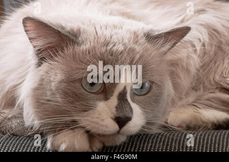 Ragdoll-Rasse der Katze Gesicht Nahaufnahme Stockfoto
