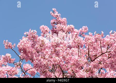 Schönen Kirschblüten in Tokio Stockfoto
