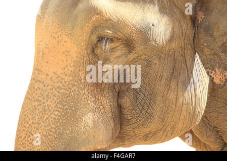 Indischer Elefant (Elephas Maximus Indicus) Stockfoto