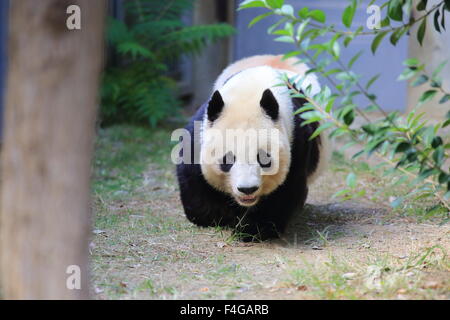 Panda (Ailuropoda lalage) Stockfoto