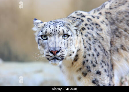 Schneeleopard (Panthera Uncia) Stockfoto