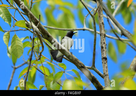 Weißer-breasted Woodswallow (Artamus Leucorynchus) in Borneo, Malaysia Stockfoto