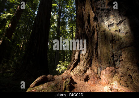 Redwoods, Roosevelt Grove, Humboldt Redwoods State Park Stockfoto