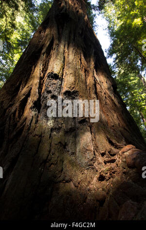 Redwoods, Roosevelt Grove, Humboldt Redwoods State Park Stockfoto