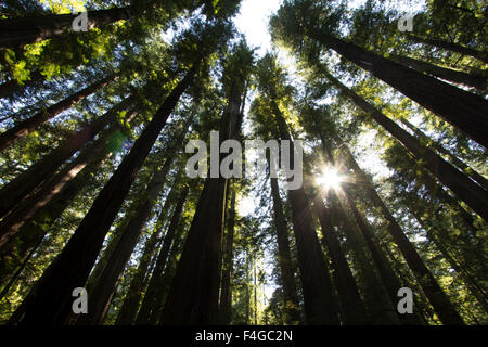 Redwoods, Roosevelt Grove, Humboldt Redwoods State Park Stockfoto