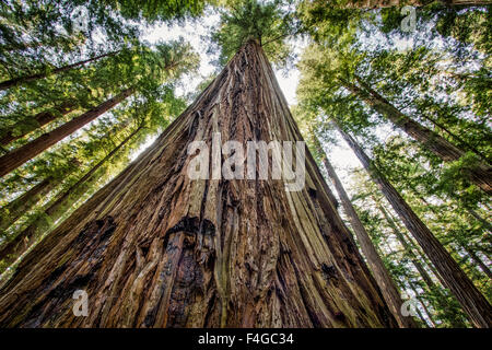 Roosevelt Grove, Humboldt Redwoods State Park, Kalifornien Stockfoto