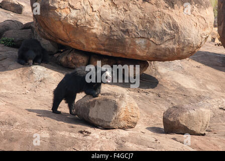 Ein indischer Sloth Bärenjunge schlägt eine Pose in Daroji Bär Heiligtum, Karnataka, Indien Stockfoto