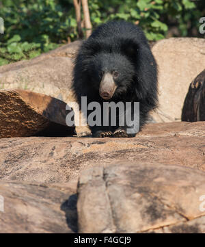 Indischer Sloth schlägt eine Pose bei Daroji Bear Heiligtum, Karnataka, Indien Stockfoto