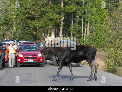 Bull Moose Crossing Road Stockfoto