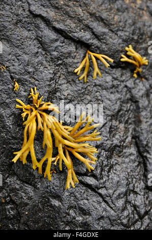 Gechannelte Wrack Algen auf Felsen Stockfoto