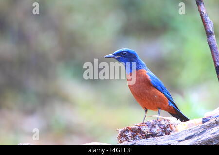 Kastanien-bellied Rock Soor (Monticola Rufiventris) in Nord-Thailand Stockfoto