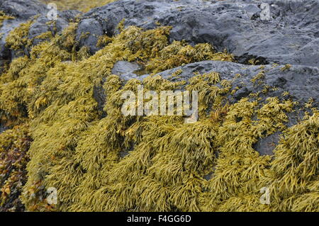 Algen auf Felsen Stockfoto