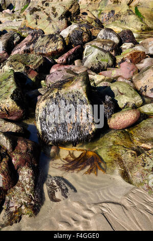 Caerfai Strand in der Nähe von St Davids in Pembrokeshire, Wales. Ein schöner Strand mit interessante Geologie. Stockfoto