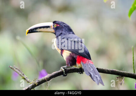 Blasse Mandibled Aracari Toucan (Pteroglossus Erythropygius) thront auf Zweig Stockfoto