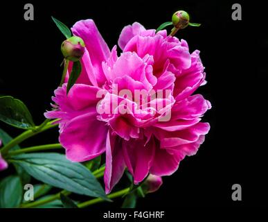 Nahaufnahme eines isolierten rosa Pfingstrose auf einem dunklen Hintergrund