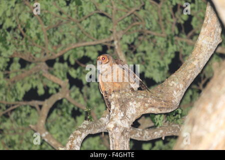 Gefleckte Holz Eule (Strix Seloputo) in Palawan Island Stockfoto