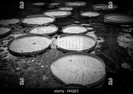 Schwarz / weiß Bild von Victoria Pflanzen oder Riesen Amazon Lily Pads im Botanischen Garten in Rio De Janeiro, Brasilien. Stockfoto