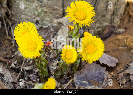 Huflattich im Frühjahr durchbrechen die Toten Blätter auf dem Waldboden Stockfoto