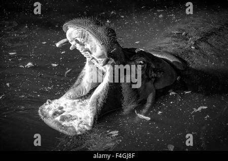 Nilpferd mit Mund offen in schwarz / weiß Stockfoto