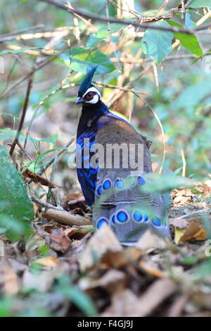 Palawan Pfau-Fasan (Polyplectron Napoleonis) auf der Insel Palawan, Philippinen Stockfoto