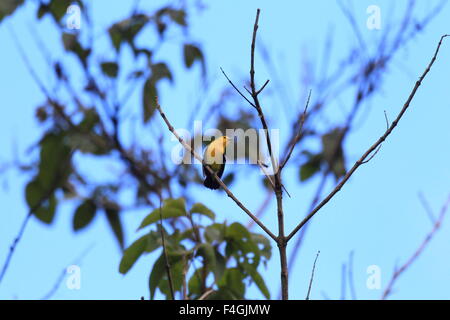 Gemeinsamen Iora (Aegithina Tiphia) in Palawan, Philippinen Stockfoto