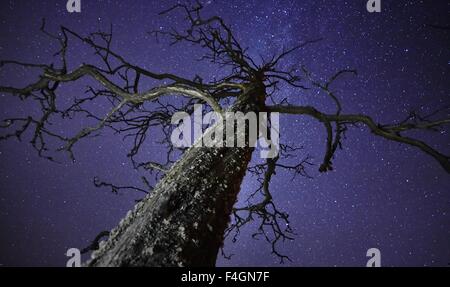 Toter Baum mit Sternen am Nachthimmel auf dem Hintergrund. Die Milchstraße ist nur hinter dem Baum. Stockfoto