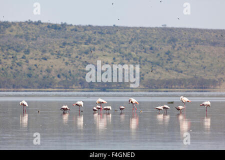 Flamingos am Lake Nakuru in Kenia. Stockfoto