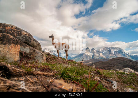 Guanako, Säugetiere, Tiere. Parque Nacional Torres del Paine Stockfoto