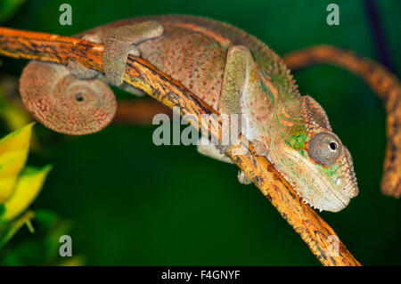 Nahaufnahme von einem bunten Chamäleon auf Ast Stockfoto