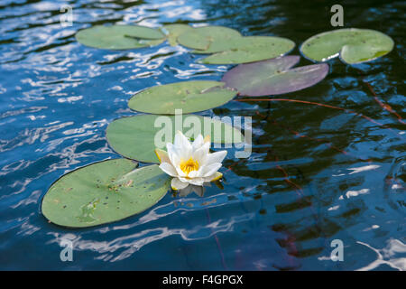 Seerose schwimmend auf einem See Stockfoto