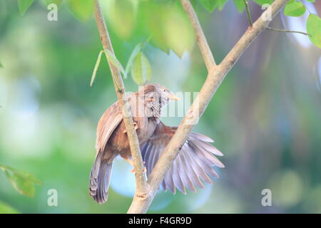 Gelb-billed Schwätzer (Turdoides Affinis) in Sri Lanka Stockfoto