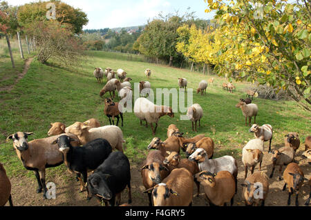 Coburger, Fuchsschaf, Thueringer, Waldziege Stockfoto