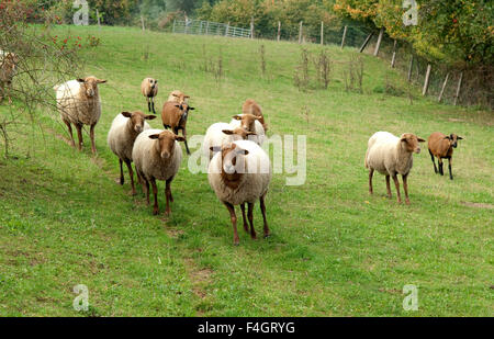 Coburger, Fuchsschaf, Thueringer, Waldziege Stockfoto