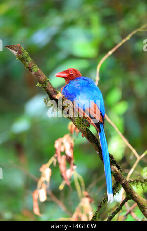 Sri Lanka oder Ceylon blaue Elster (Urocissa Ornata) in Sri Lanka Stockfoto