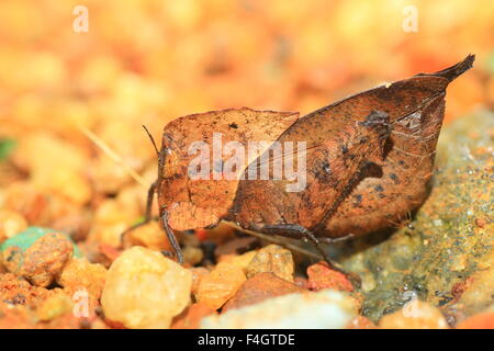 Tote Blätter Mimikry Grasshopper (Chorotypus sp) im Sinharaja Forest Reserve, Sri lanka Stockfoto