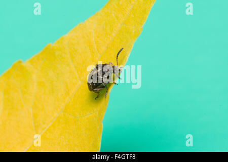 der Schnurrbart schwarzen Käfer sitzt auf ein gelbes Blatt Stockfoto