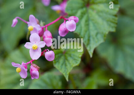 Begonia Grandis Subspecies Evansiana. Beefsteak-Pflanze. Stockfoto