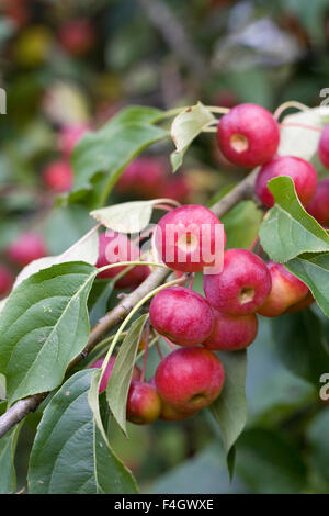 Malus X robusta "Red Sentinel" Früchte. Holzäpfel im Herbst. Stockfoto