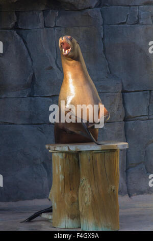 Sea Lion lustige Dinge (Zalophus Californianus) Stockfoto