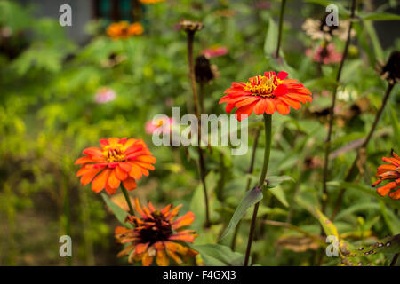 Gelben Nerven Gerbera Blüten mit rosa Blütenblättern aus der Nähe wächst in einem niederländischen Schnittblume Kindergarten. Stockfoto