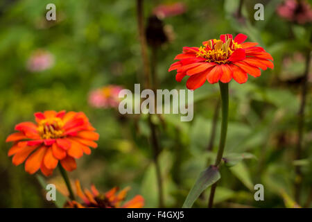 Gelben Nerven Gerbera Blüten mit rosa Blütenblättern aus der Nähe wächst in einem niederländischen Schnittblume Kindergarten. Stockfoto