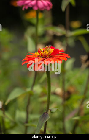 Gelben Nerven Gerbera Blüten mit rosa Blütenblättern aus der Nähe wächst in einem niederländischen Schnittblume Kindergarten. Stockfoto