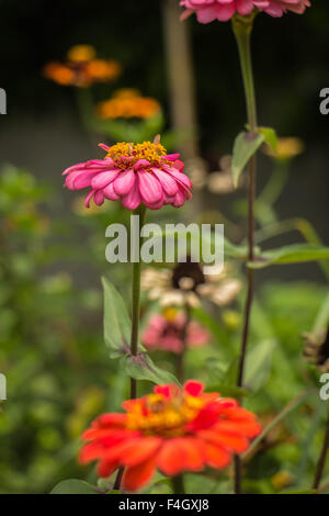 Gelben Nerven Gerbera Blüten mit rosa Blütenblättern aus der Nähe wächst in einem niederländischen Schnittblume Kindergarten. Stockfoto