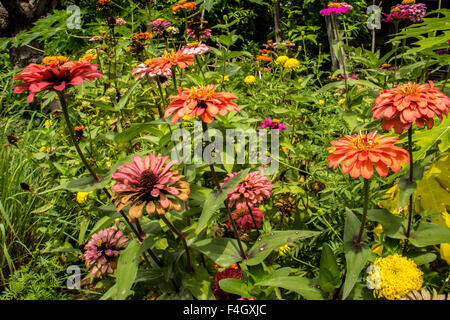 Gelben Nerven Gerbera Blüten mit rosa Blütenblättern aus der Nähe wächst in einem niederländischen Schnittblume Kindergarten. Stockfoto