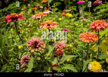 Gelben Nerven Gerbera Blüten mit rosa Blütenblättern aus der Nähe wächst in einem niederländischen Schnittblume Kindergarten. Stockfoto