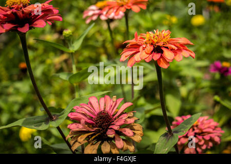 Gelben Nerven Gerbera Blüten mit rosa Blütenblättern aus der Nähe wächst in einem niederländischen Schnittblume Kindergarten. Stockfoto