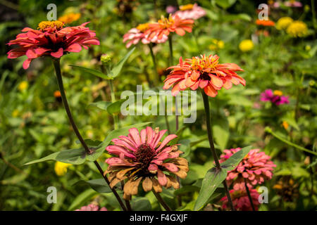 Gelben Nerven Gerbera Blüten mit rosa Blütenblättern aus der Nähe wächst in einem niederländischen Schnittblume Kindergarten. Stockfoto